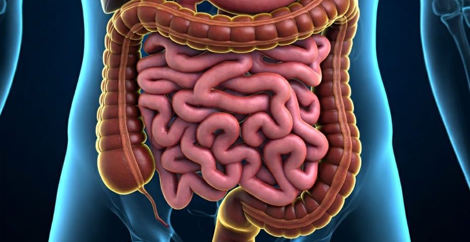 Gut-health-microbiome