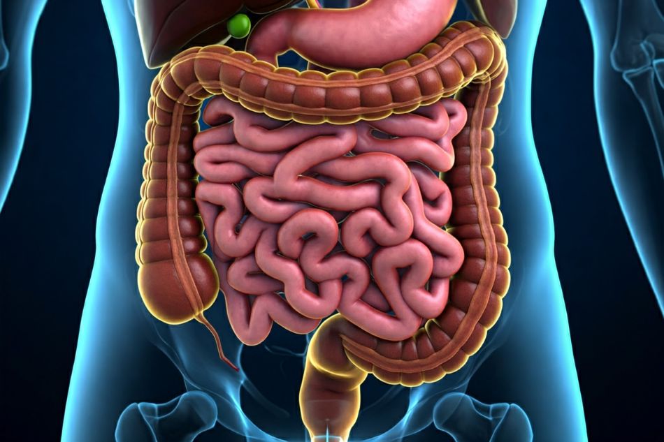 Gut-health-microbiome