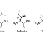 BCAA-chain