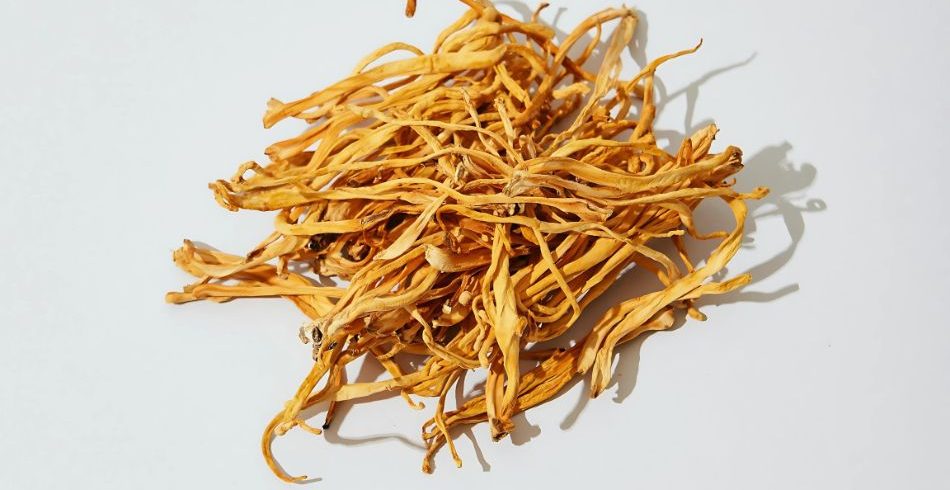 Cordyceps-mushrooms-benefits