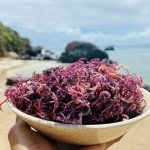 Purple-sea-moss