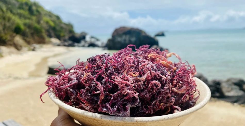 Purple-sea-moss