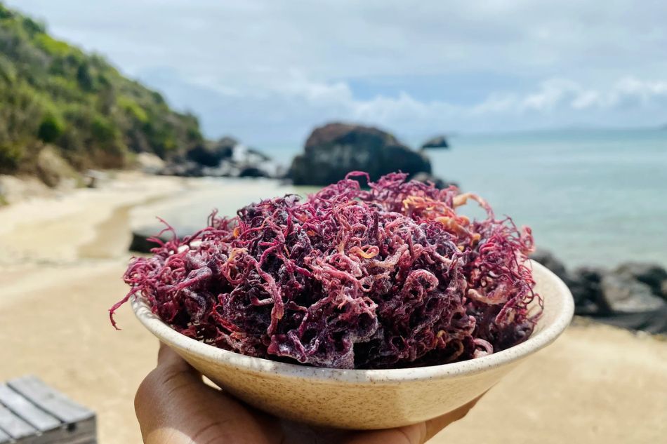 Purple-sea-moss